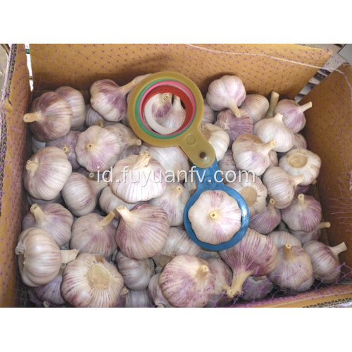 Bawang putih putih normal 5,5 cm dari jinxiang